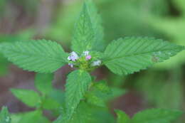 Image of lesser hemp-nettle