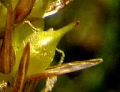 Image of beaked sedge