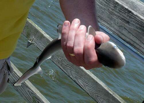 Image of Atlantic Sharpnose Shark