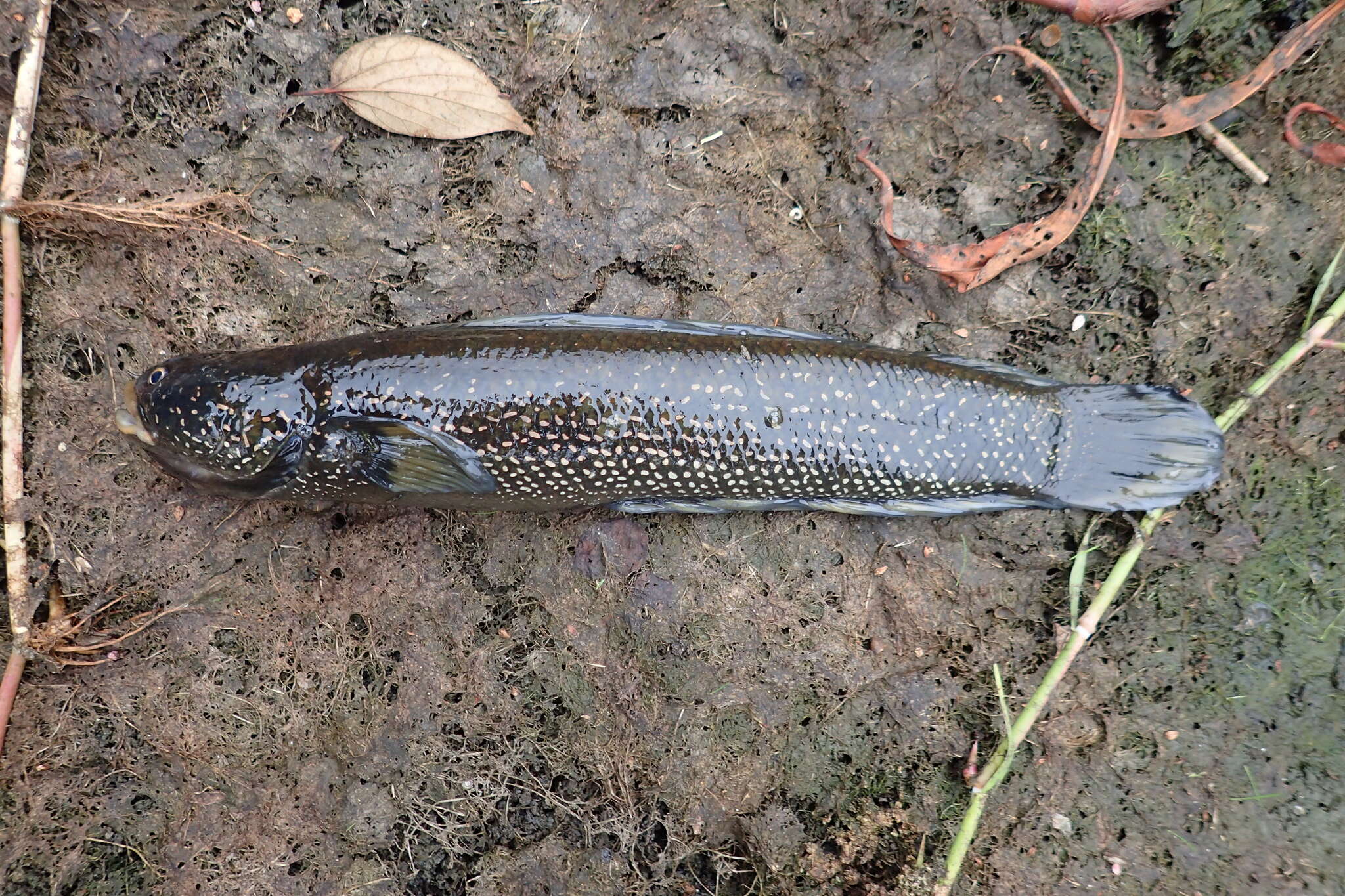 Image of Small snakehead