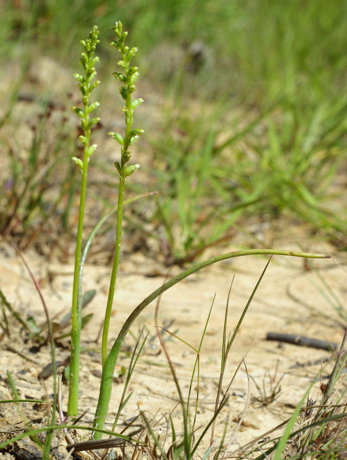 Image of Common onion orchid