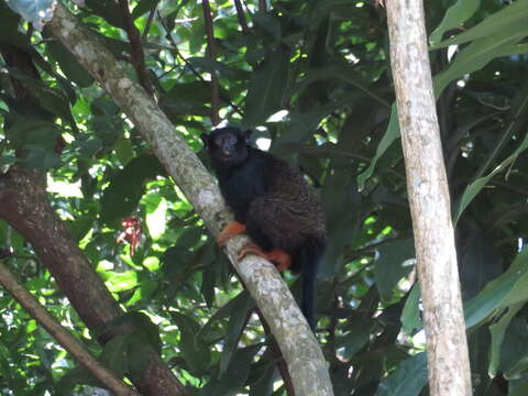 Image of Golden-handed Tamarin