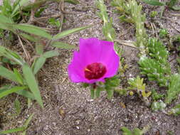 Image of Portulaca werdermannii v. Poelln.