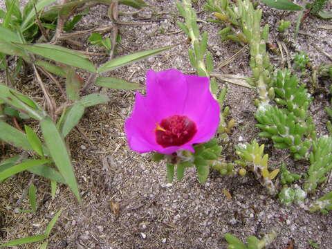 Imagem de Portulaca werdermannii v. Poelln.