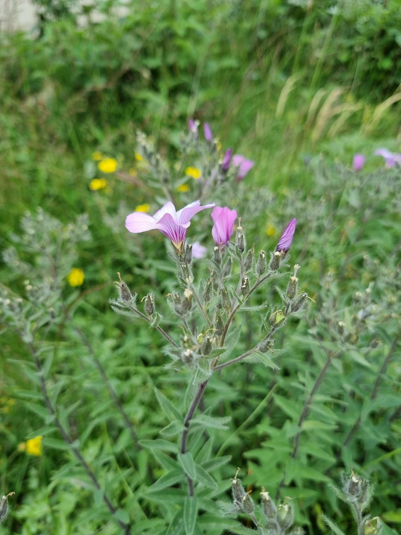 Linum hypericifolium Salisb. resmi