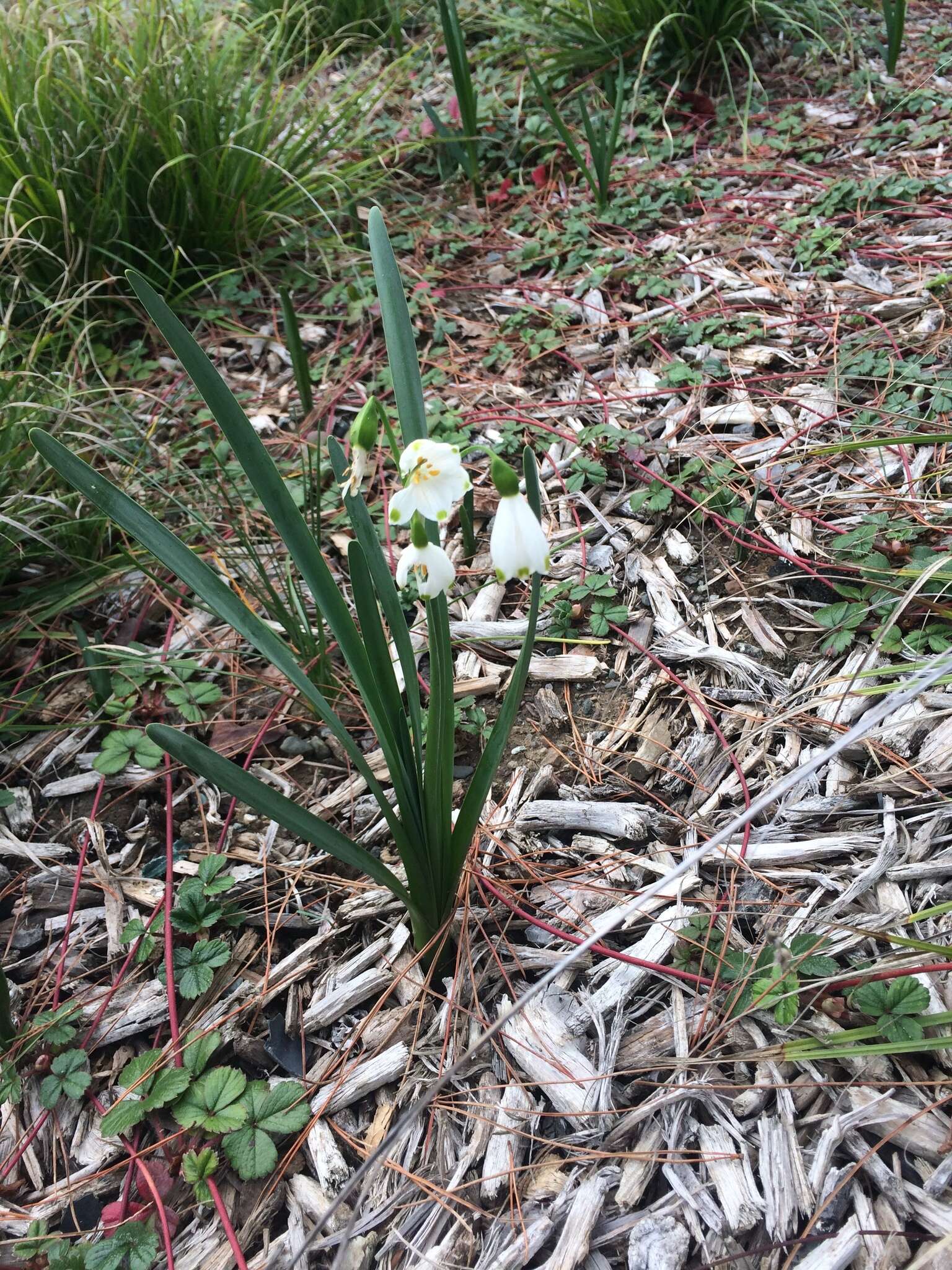 Image of Loddon lily