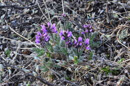 Image de Oxytropis wrangelii Jurtzev