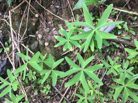 Image of Oxalis divergens Eckl. & Zeyh.