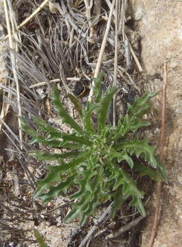 Image of Lobelia coronopifolia L.