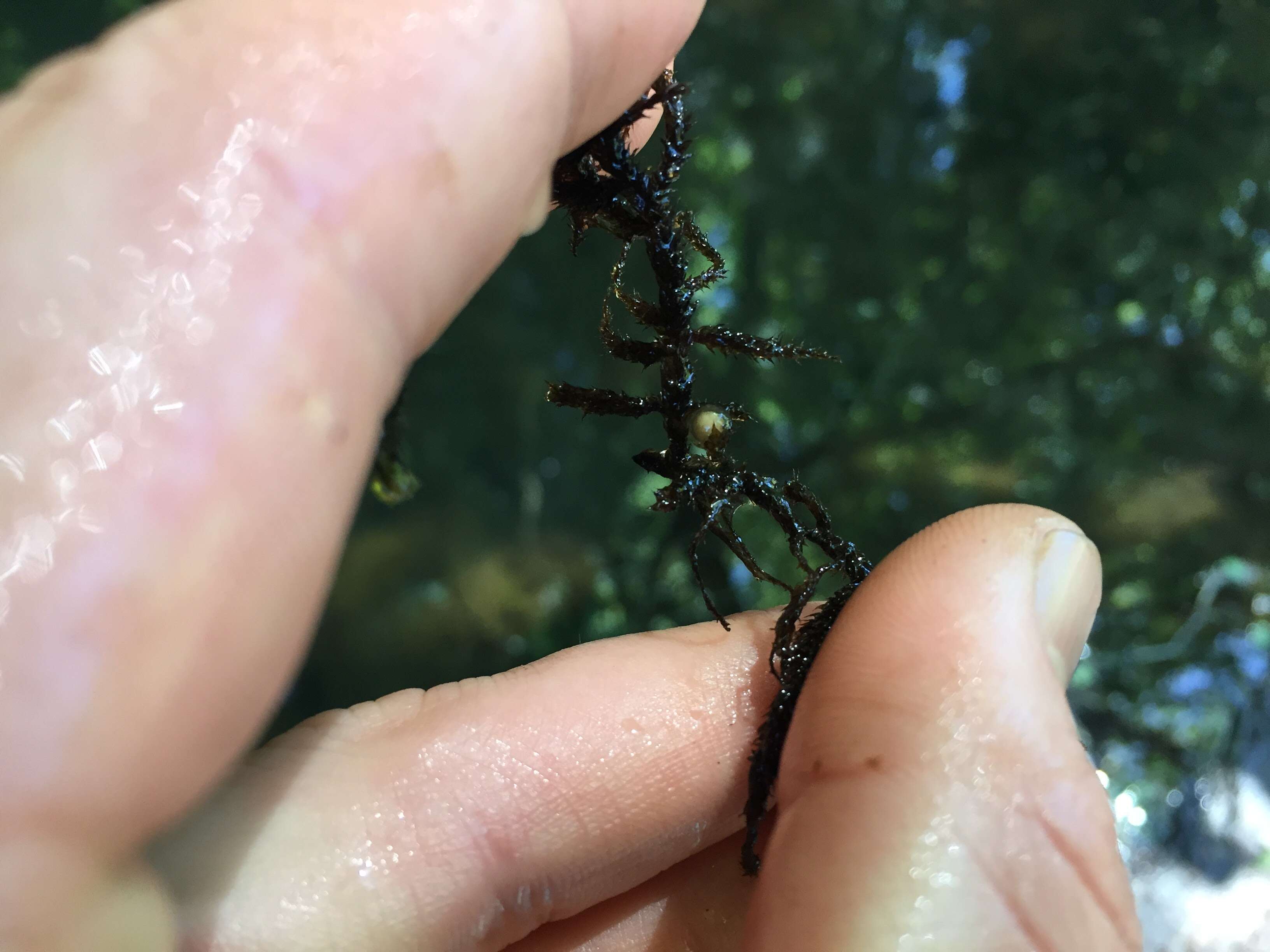 Image of Rough-skinned Newt