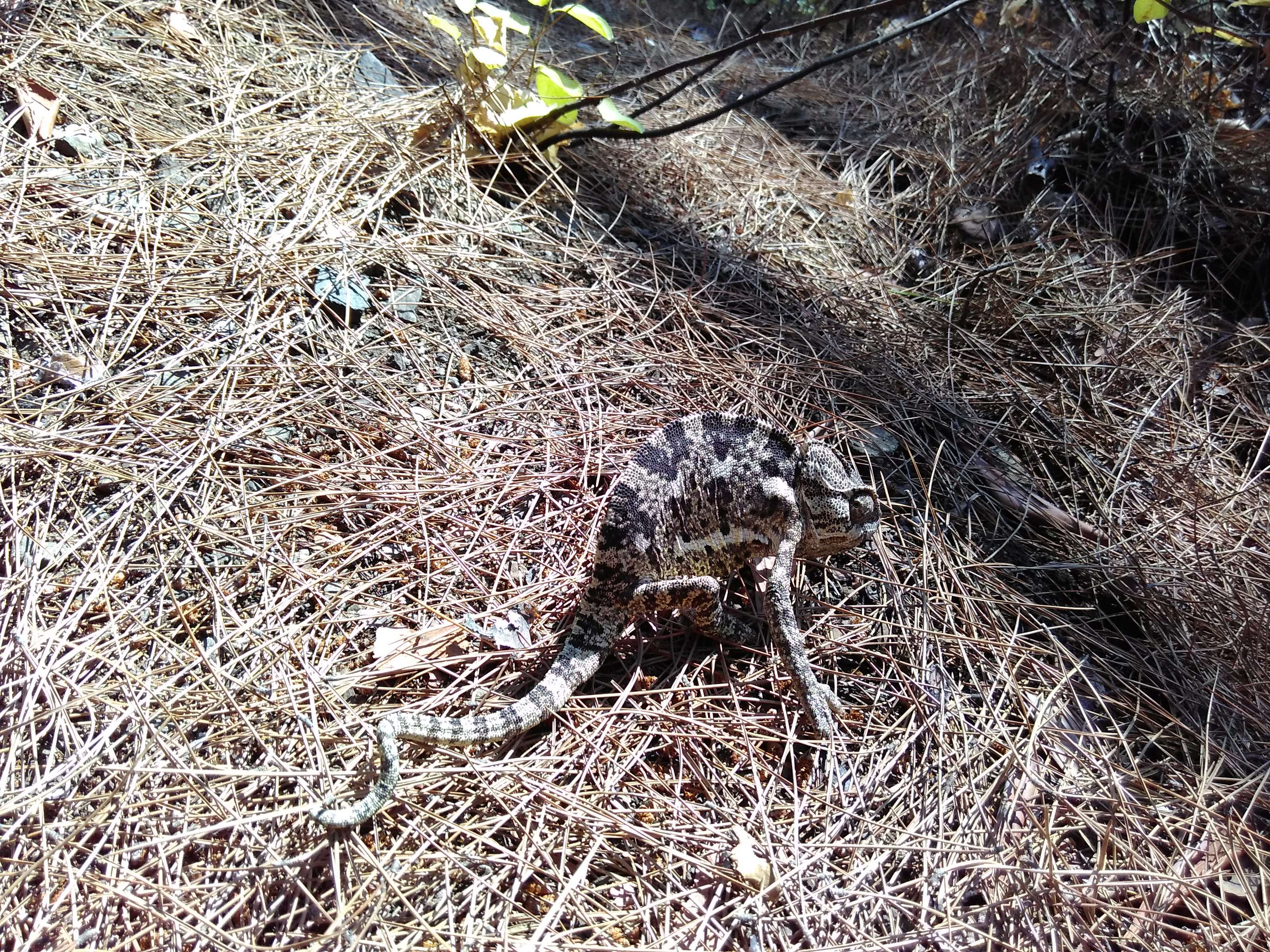 Image de Caméléon commun