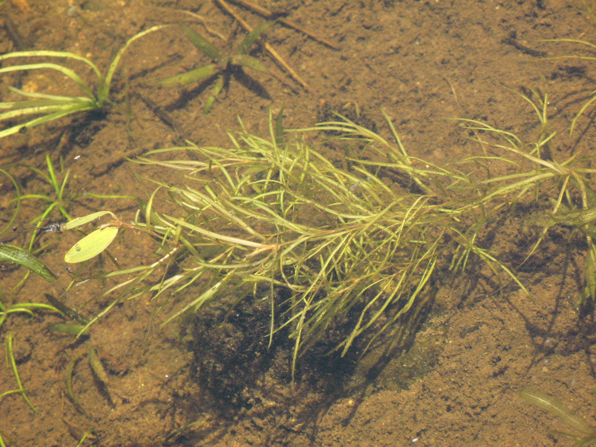 Image of northern snail-seed pondweed