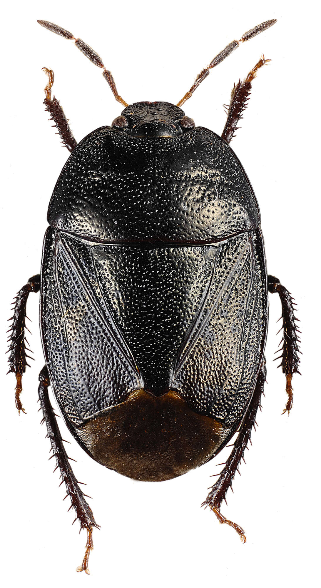 Image de <i>Sehirus luctuosus</i>