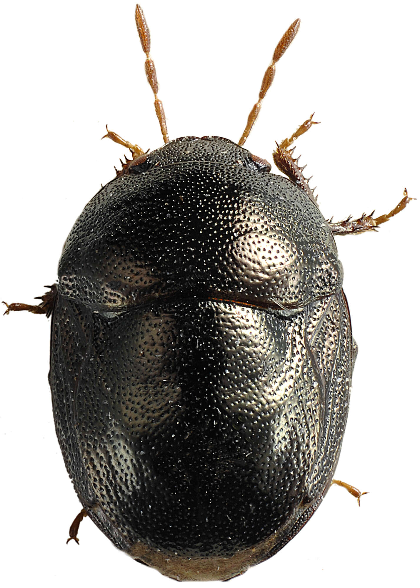 Image of <i>Thyreocoris scarabaeoides</i>