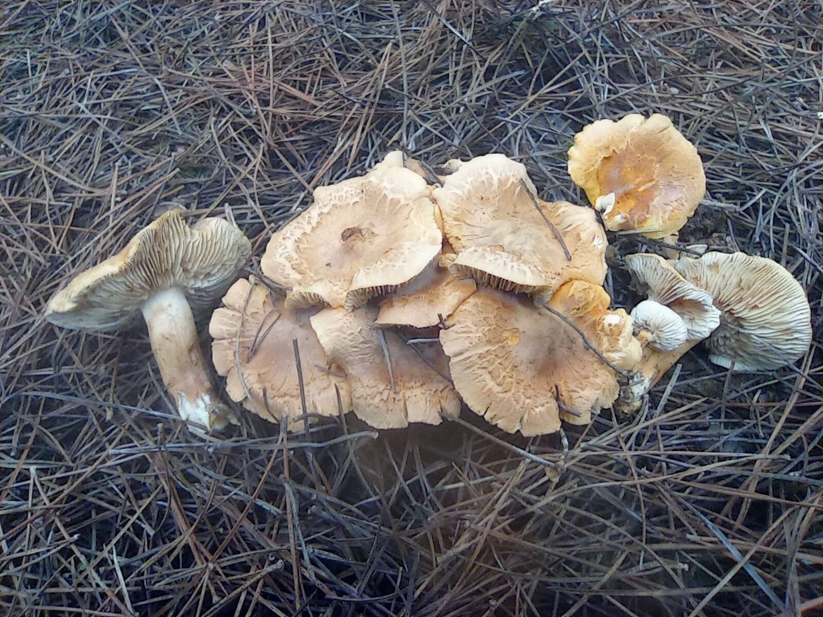 Plancia ëd Tricholoma psammopus (Kalchbr.) Quél. 1875