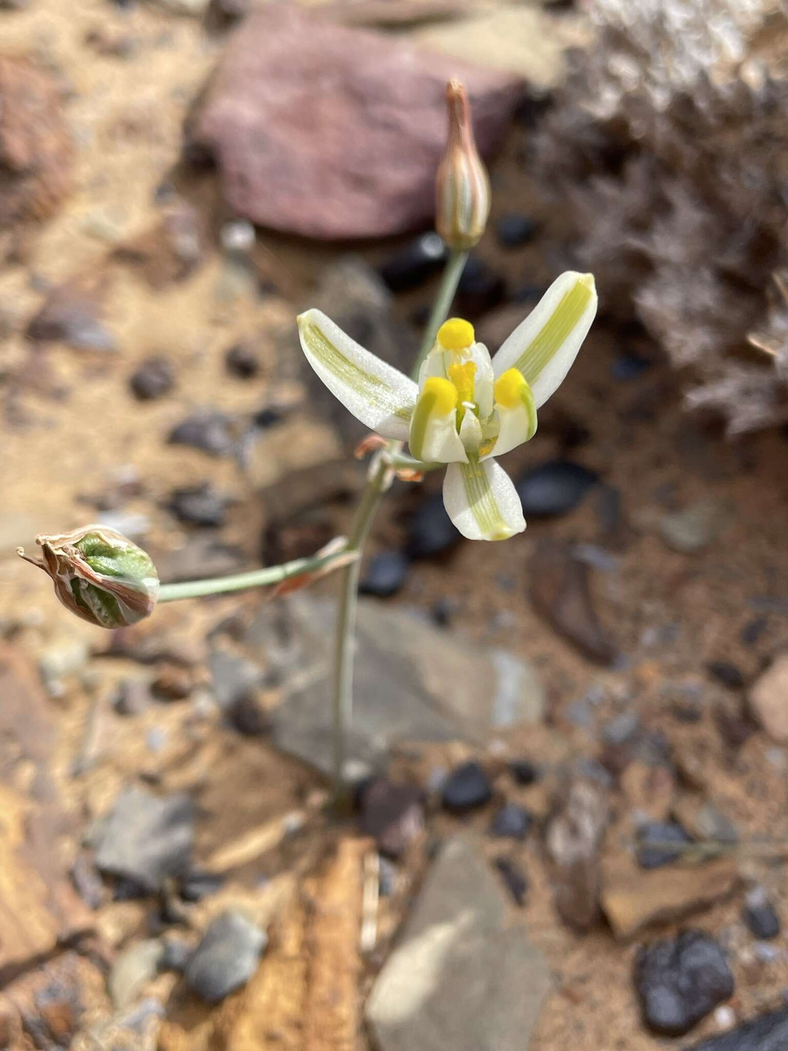 Image de Albuca longipes Baker