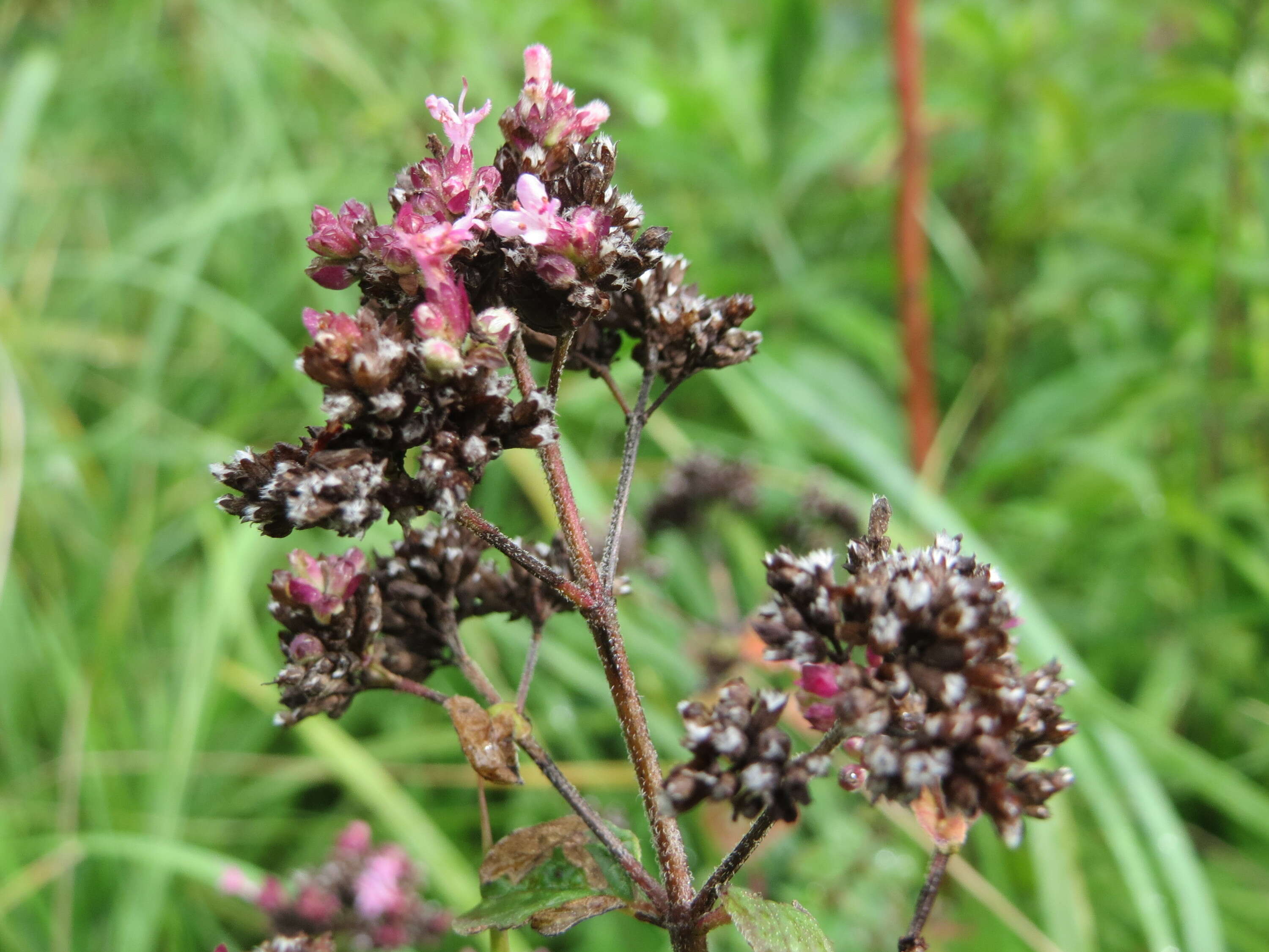 Image of oregano