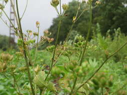 Image of wild parsnip