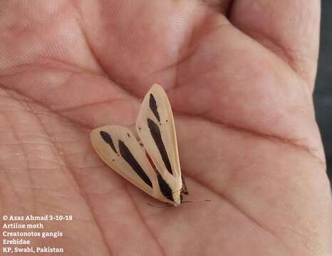 صورة Creatonotos gangis Linnaeus 1763