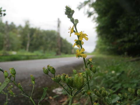 Image of Agrimony