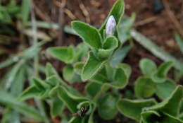 صورة Ruellia cordata Thunb.