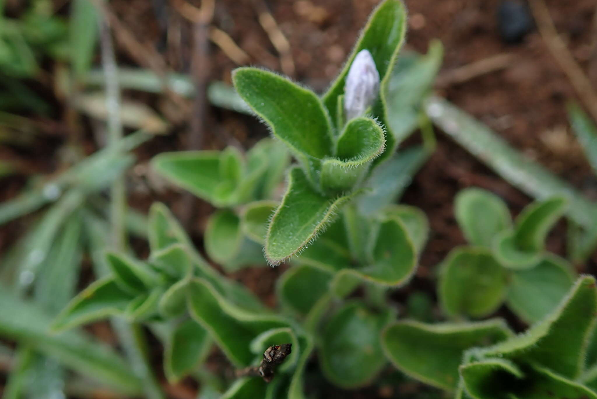 Plancia ëd Ruellia cordata Thunb.