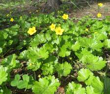 Image of Idaho barren strawberry