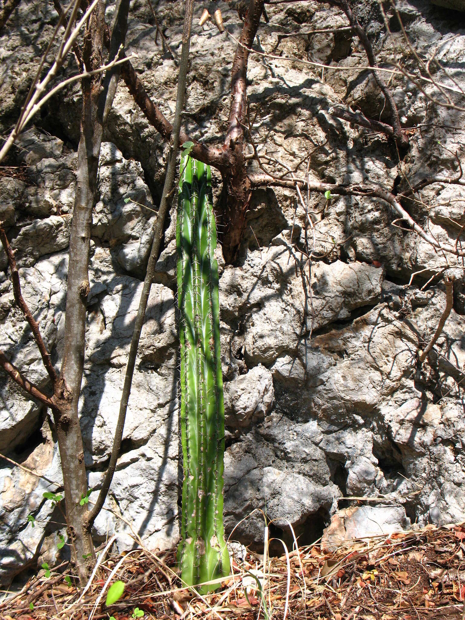 Stenocereus aragonii (F. A. C. Weber) Buxb.的圖片