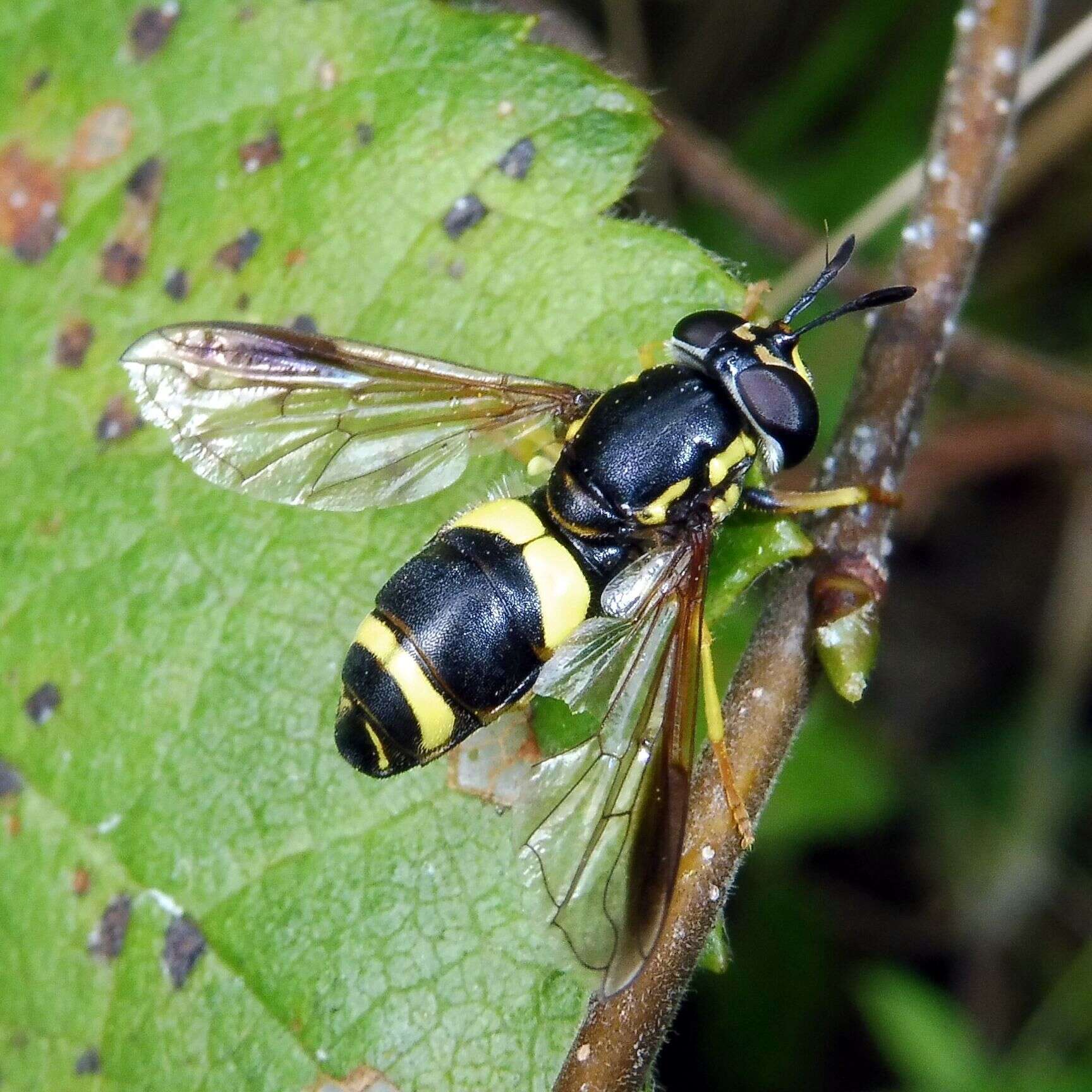 Imagem de Chrysotoxum bicincta (Linnaeus 1758)