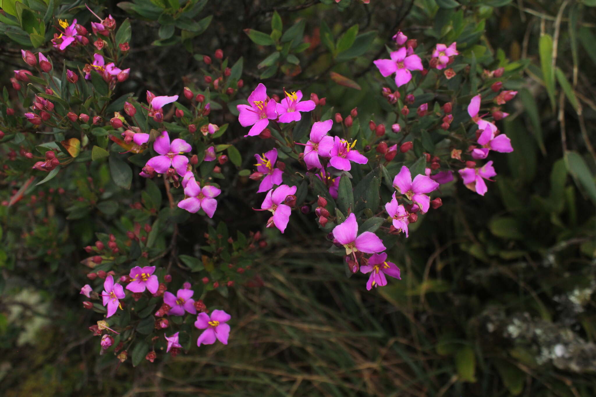 Слика од Bucquetia glutinosa (L. fil.) DC.