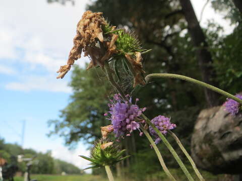 Image of Devil’s Bit Scabious