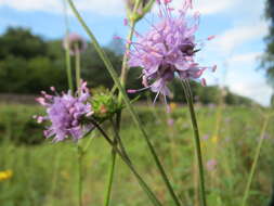 Image of Devil’s Bit Scabious