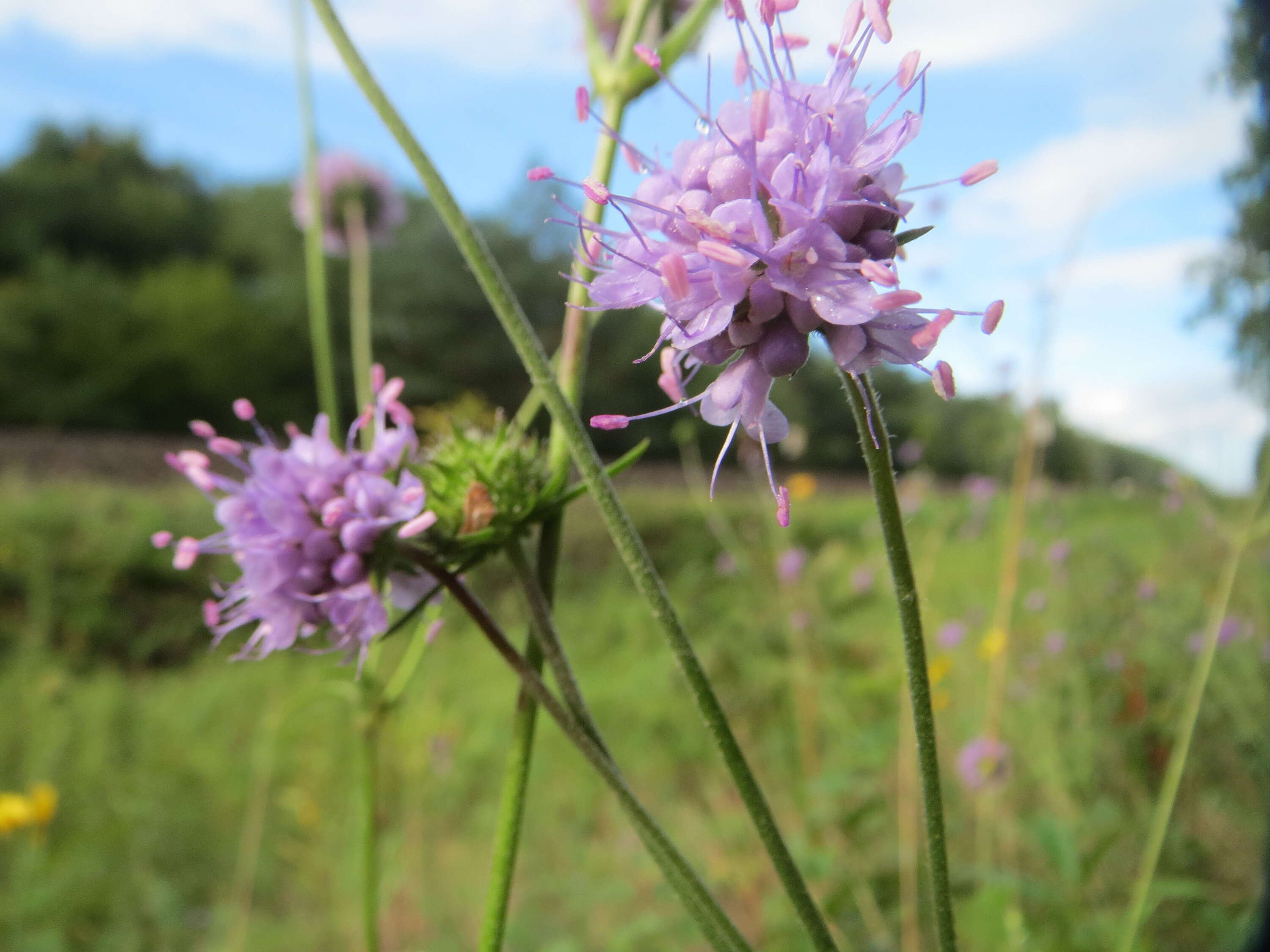 Image of Devil’s Bit Scabious