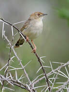 Cisticola chiniana (Smith & A 1843) resmi