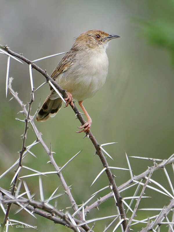 Cisticola chiniana (Smith & A 1843) resmi