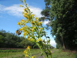 Image of goldenrod