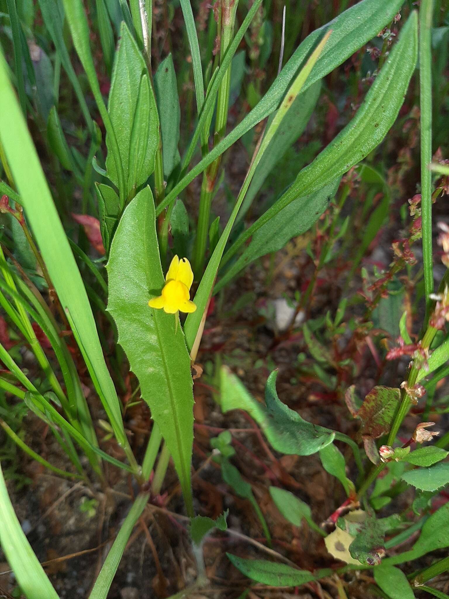 Image of ballast toadflax