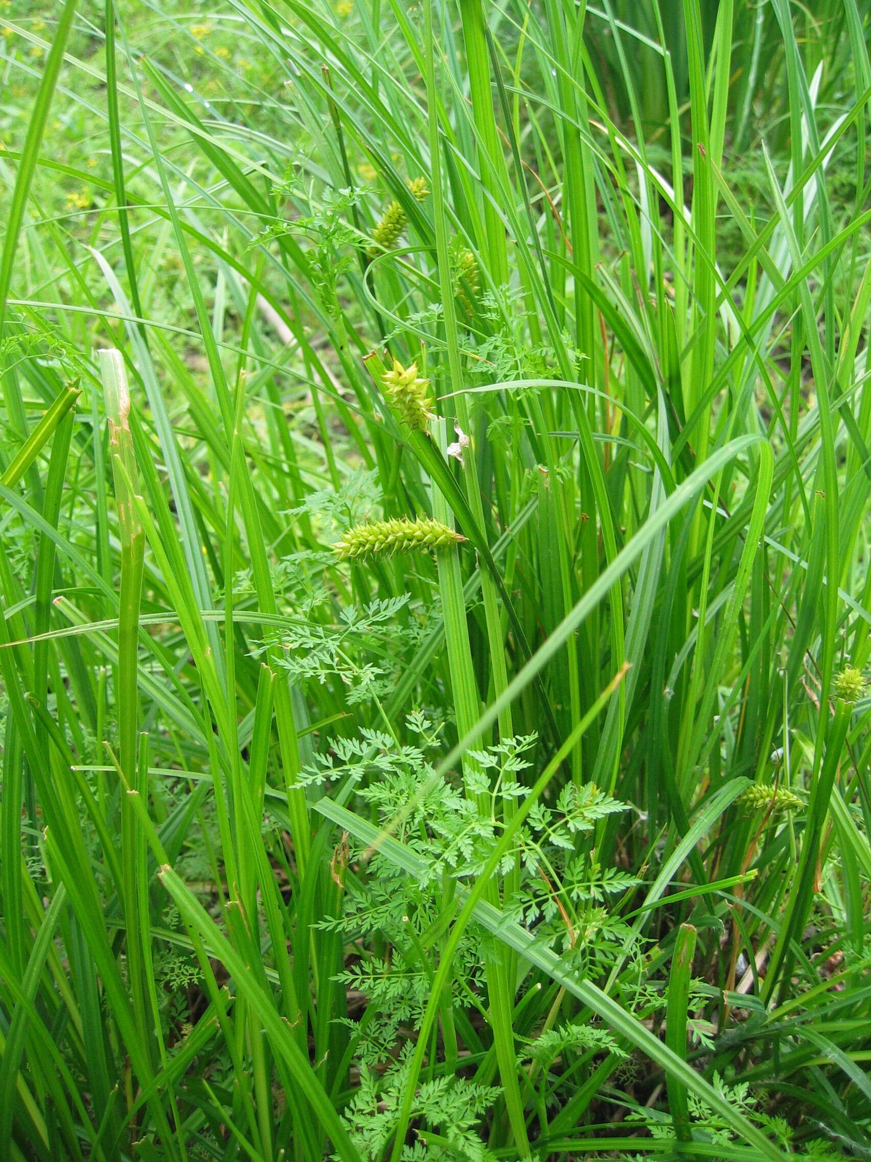 Image of beaked sedge