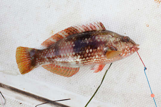 Image of Blue-throated parrotfish