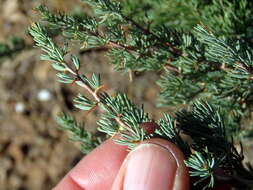 Image of Asparagus glaucus Kies