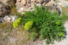 Image of Gray's biscuitroot