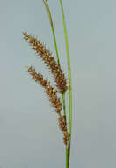 Image of beaked sedge