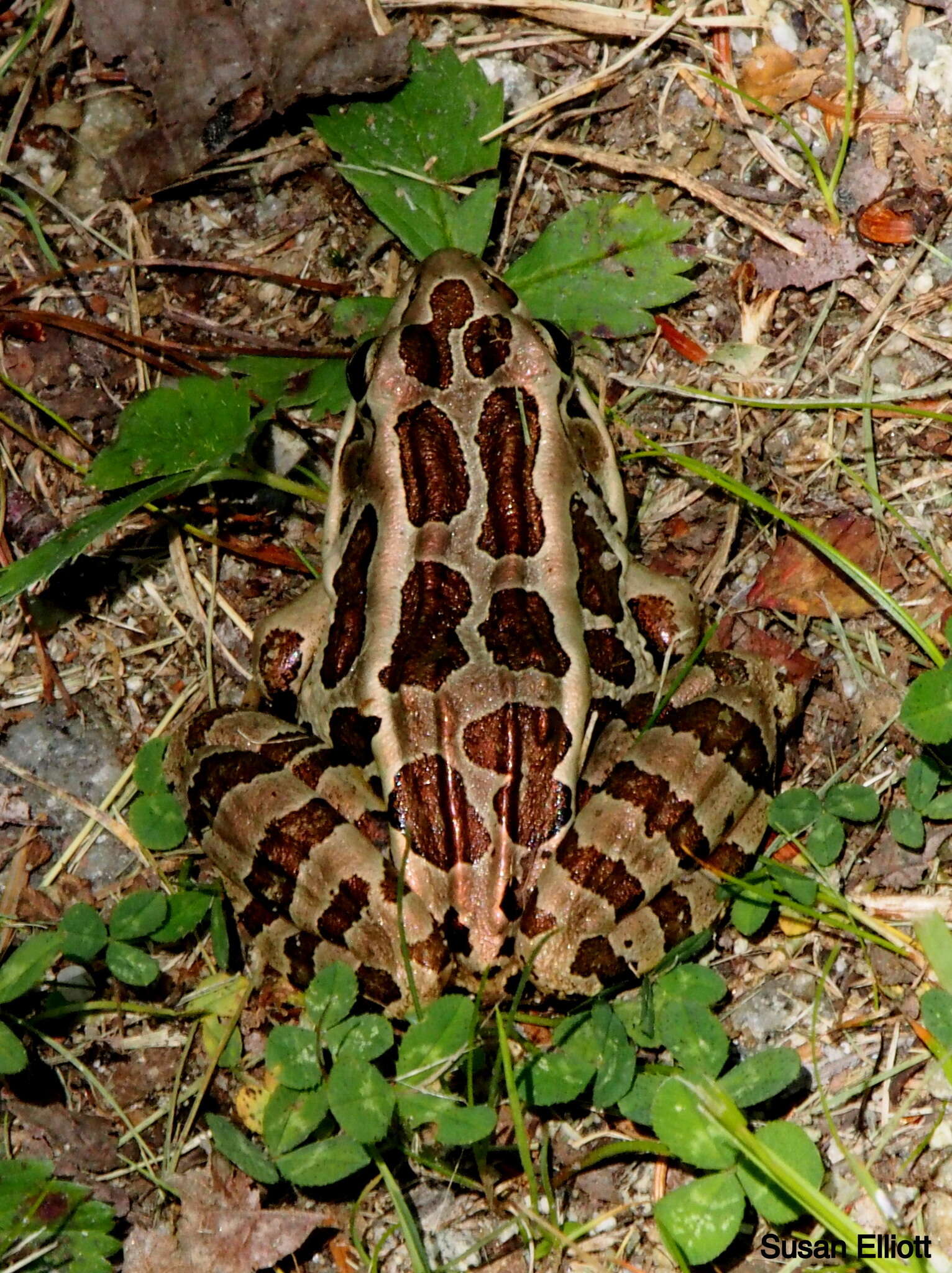 Image of pickerel frog