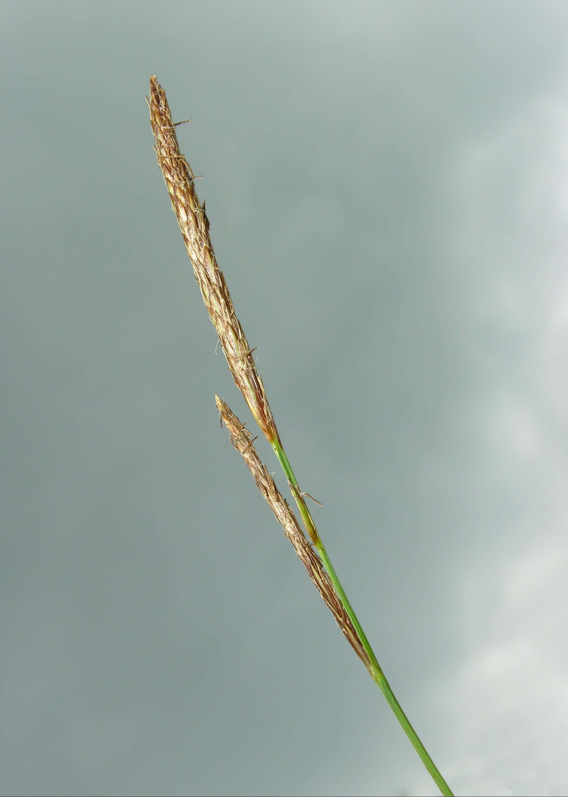 Image of beaked sedge