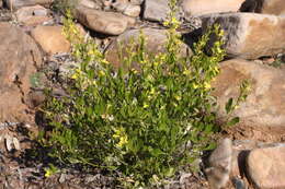 Image of Goodenia vernicosa J. M. Black