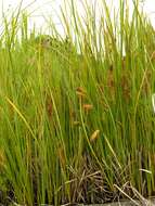 Image of beaked sedge