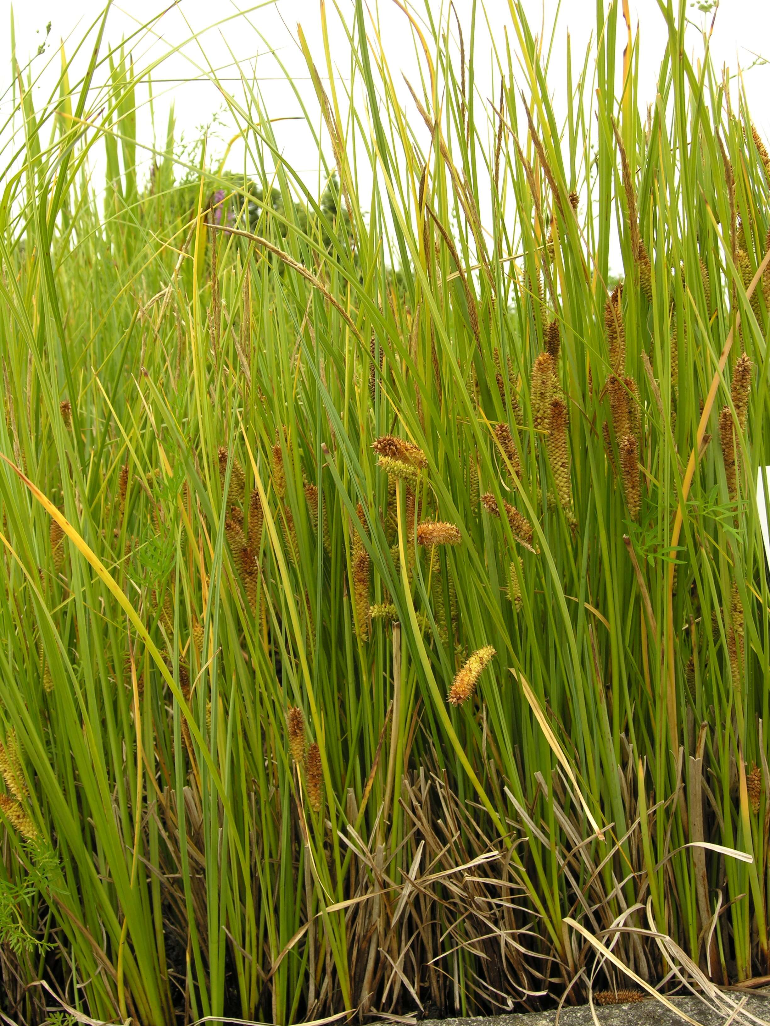 Image of beaked sedge