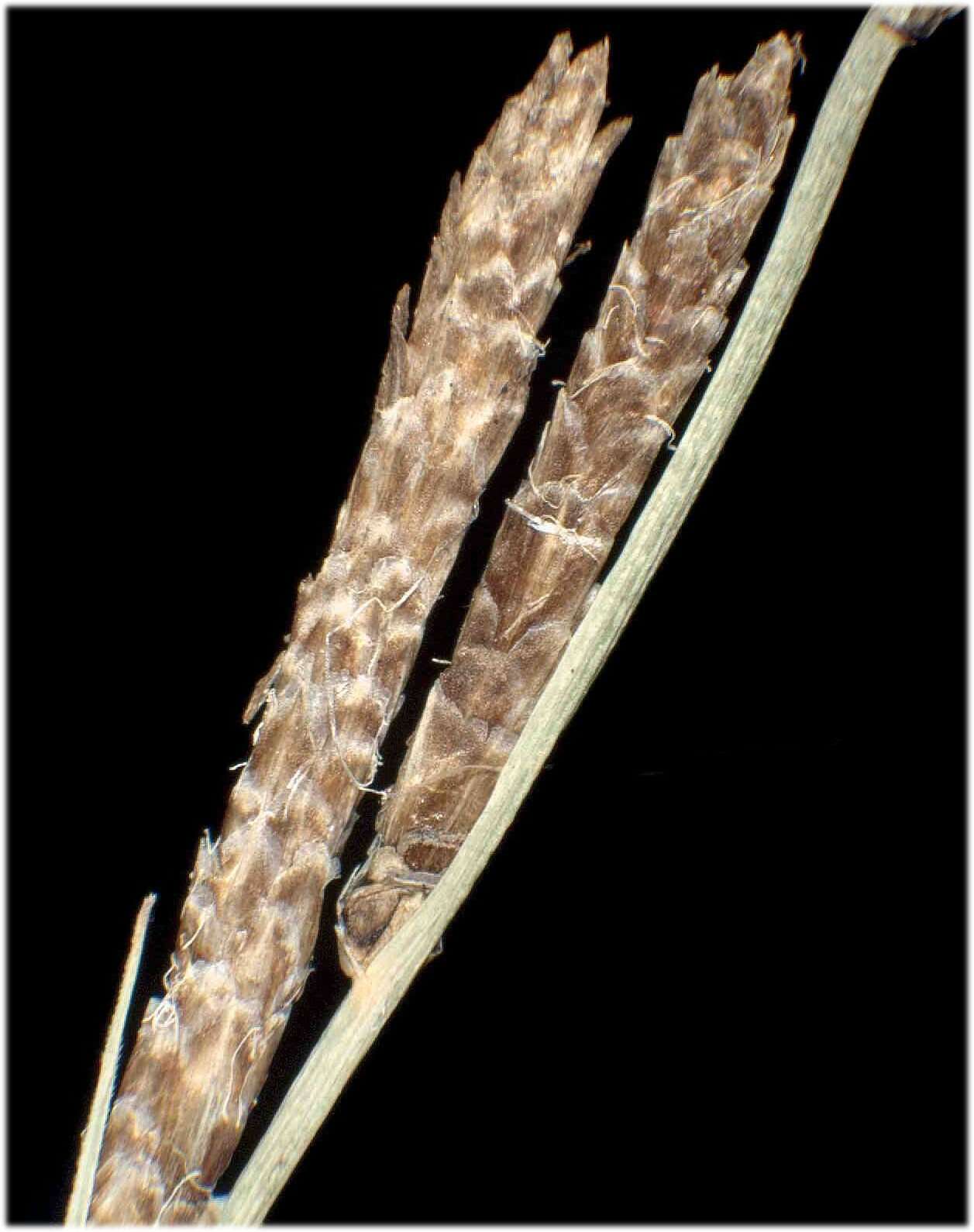 Image of beaked sedge