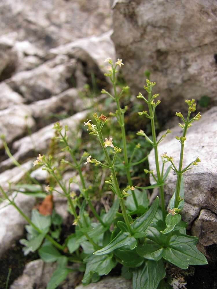 Image de Valeriana elongata Jacq.