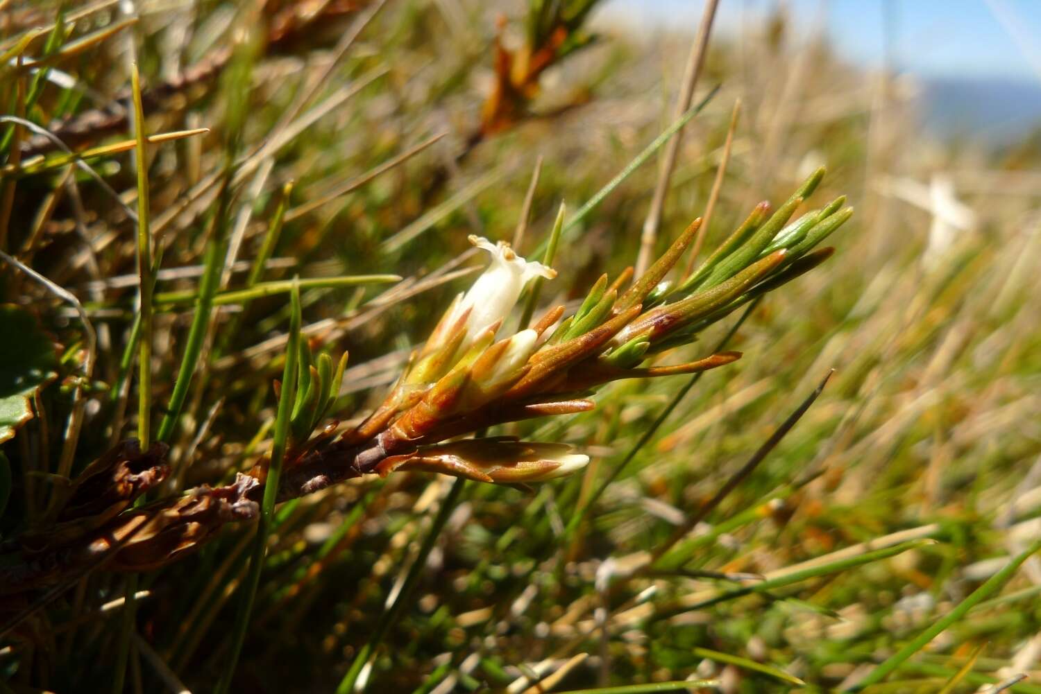 Image of Dracophyllum pronum W. R. B. Oliver